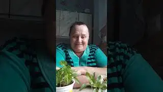 Буду пикировать рассаду.