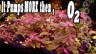 Running Air Stones In  Planted Aquarium!? Are they doing any GOOD? YES!!