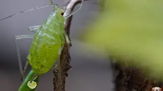 Aphid close up - Macro Videography - sony + Raynox DCR-250 - Macro Shots