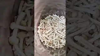 опята 23