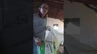 Siga essa dica e seus frangos irão se desenvolver rapidamente.