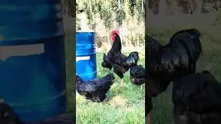 ГИГАНТ КОРА ШАХЗОДА ХУРОЗ 🦖🦖🦖