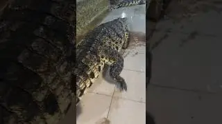 Кто сказал, что крокодилы ходят лежа?
