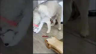 Surprising My HUSKY With A Remote Controlled LASER! 🤔 #shorts #husky