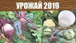 Урожай 2019