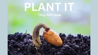 Seed Starting Secrets Indoor Gardening Tips!