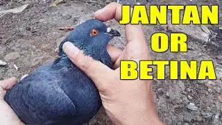 MUDAH !! MEMBEDAKAN BURUNG DARA JANTAN & BETINA # MERATIKU