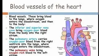 circulatory system||cardiovascular system #biology#humanphysiology
