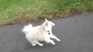 Kharma, the Yoga Art Pom