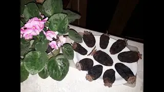 Qurudulmuş xurma / Сушеная хурма / Kurutulmuş / Dried persimmon