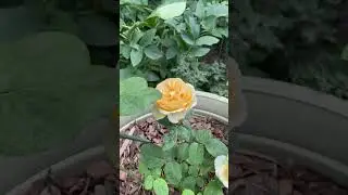 Роза Кэндлайт🌼🌿🌼🌿 первогодка в кашпо🕊️