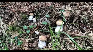 Txoko de Boletus  2018