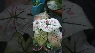 beautiful caladium #garden #gardenviewpoint