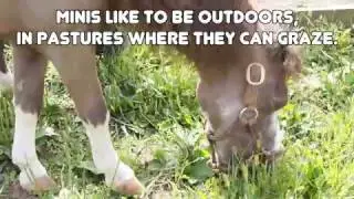 Mane 'n Tail Mini Horses: Episode 2