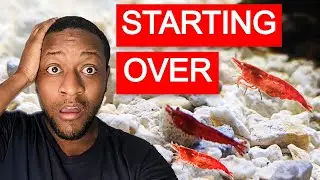 Don't make this MISTAKE! Breeding cherry shrimp for profit