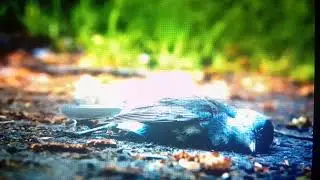 Jatinga death valley of birds(पक्षियों की खुदखुशी)