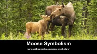 Moose Symbolism
