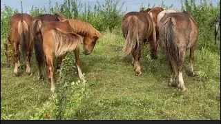 Коні на Продажу