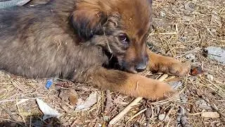 wildlife. dogs are so pretty creatures of god. watch till ends #dogs #foryou