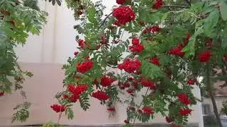 Царство рябины