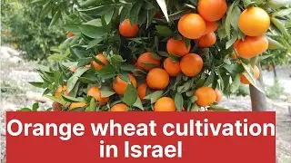 Orange wheat cultivation in Israel