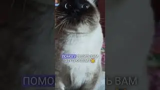 НАДОЕЛ ДИВАН? #коты#котики#смешные#приколысживотными#catshorts#shorts