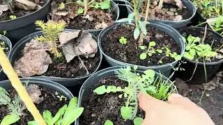 Как перезимовали на улице теплолюбивые растения