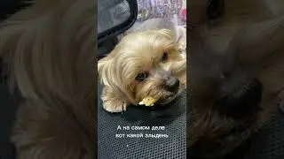 Злобный шпик 😀 #йорк #питомцы