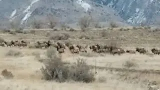 Elk in Lehi Utah