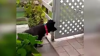 Я в глаза твои, как в зеркало смотрюсь,отражение потерять свое боюсь.#catanddog