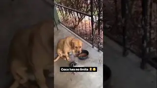 Coco Might Go Back To The Pound 💔