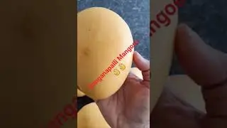 Ready to eat fresh Banganapalli Mangoes 👌👌