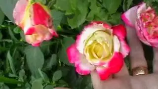Комнатные цветы.