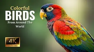 4K Beautiful Birds in the World | 1 Hour Relaxing Nature