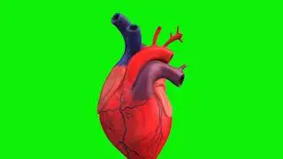 green background medical human anatomy analysis
