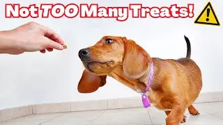 How Many Treats to Feed You Should Feed per Day