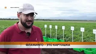 13 НОВЫХ СОРТОВ КАРТОФЕЛЯ ПРИВЕЗЛИ НА КАМЧАТКУ С МАТЕРИКА • НОВОСТИ КАМЧАТКИ