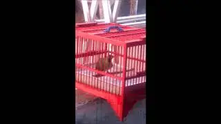 Cara Benar Mandikan Burung Cucak ijo Agar Rajin Bunyi