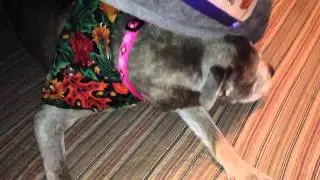 Sapphire stuck under her bed.