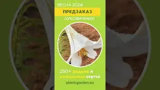 Лилии 2024