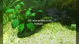 Мои питомцы и не только...