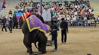 ELEPHANT THEATER-NONG NOOCH TROPICAL BOTANICAL GARDEN- PATTAYA THAILAND