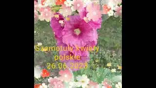 Szamotuły kwiaty polskie 26.06.2023