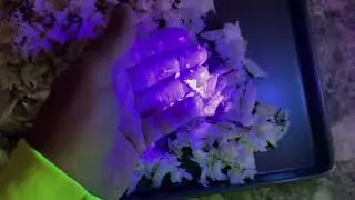 Spotting Shells In Crab Meat With Blacklight