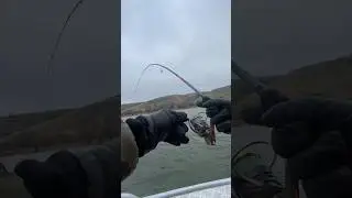 Рыбалка. Дон. Ловим Судака. 23.11.23
