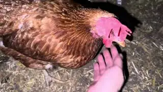 Introducing Potato 🐓 Pistachio 🐔 Piccolo🐤 & Piglet 🐣 all rescue chicken ​@diegocpalace & Thanking