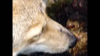 Охота на соболя в Сибири. яркие моменты промысла.