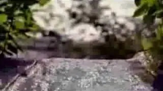 The Water