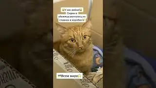 войнаа