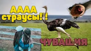 НАШЛИ СТРАУСОВ В ЧУВАШИИ / СТРАУСИНАЯ ФЕРМА БРАВО / ИВАНОВЫ ОНЛАЙН
